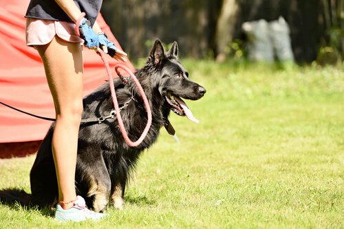 eğitim gören köpek
