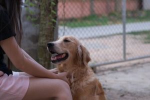 Köpekler Konuştuğumuz Dili Anlayabilir mi?