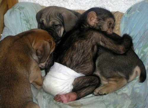 köpeğe sarılmış şempanze