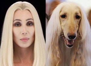 Köpekler Neden Sahiplerine Çok Benzer?