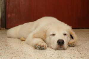 Köpekler Rüyalarında Ne Görür? Onu Uyandırmalı Mıyım?