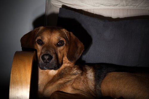 televizyon izleyen köpek