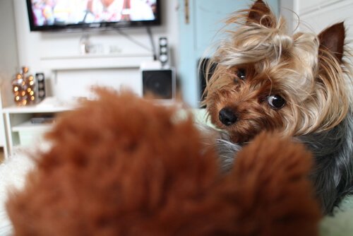 TV izleyen köpekler