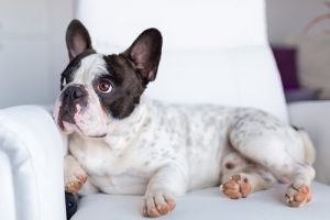 Köpekler Televizyonda Ne İzler?