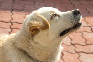 Köpekler Zamanı Algılayabilir Mi? Evet, Hem de Burunları ile!
