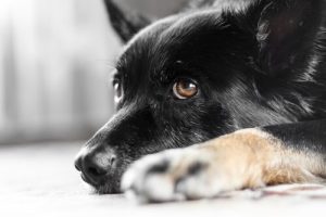 Köpeklerde Göz Titremesi Nedir Biliyor Musunuz?