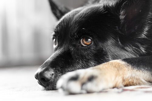 Köpeklerde Göz Titremesi Nedir Biliyor Musunuz? 