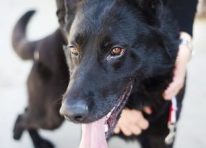 Son Günlerini Köpeklere Bakarak Geçiren Yaşlı Adam