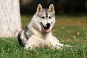 Köpeklerin Duygusal Zekası Var Mıdır?