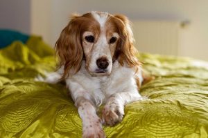 Kör Bir Köpek İle Nasıl Yaşarsınız?