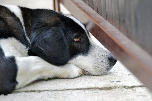 korkarak bakan köpek