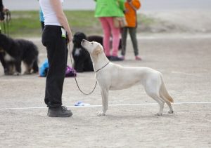 İstismara Uğrayan Kadınlar İçin Koruma Köpekleri