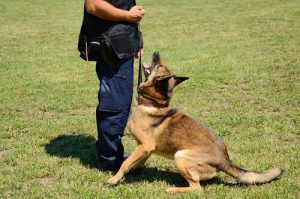 polis köpeği