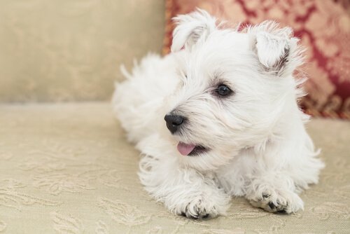 küçük beyaz köpek