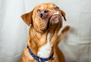 Köpek Picasso'nun Gerçek Kurtarılma Hikayesi