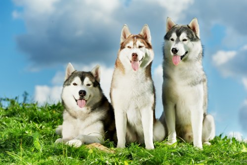 kurt köpekleri