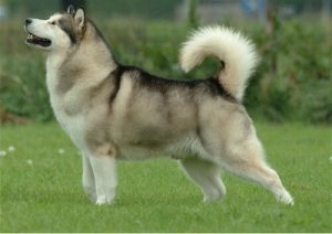Kurtlara Benzeyen Köpek Irkları