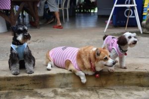 7 Sevimli Kırma Köpek Irkı