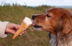 Evde Yapabileceğiniz Köpek Dondurması