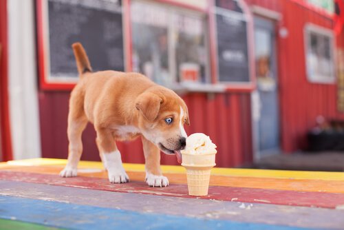 köpekler için dondurma