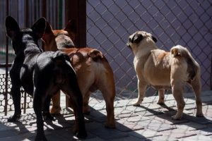 Tayvan'da Kedi Ve Köpek Eti Yasaklanıyor