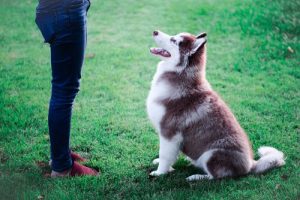 Köpeğinize Yaşına Uygun Eğitim Vermek