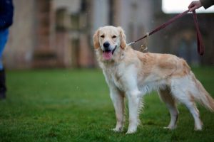 Köpeğinizi Yürütürken Yaptığınız Hatalar