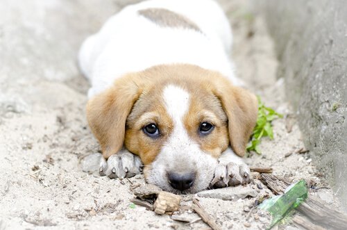 Sahibini anlayam köpek
