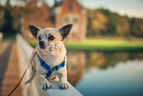 köpek otelleri