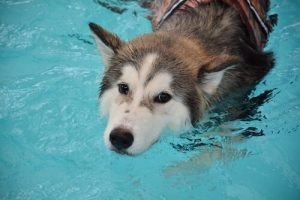 Köpeğinizin Gerginliğini Alacak Rahatlatma Yöntemleri