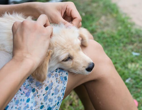 köpeklerin yaralarını tedavi