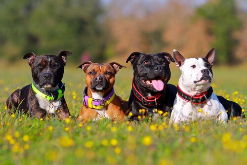 köpek ırkları