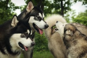 Köpekler Gerçekten Kendi Aile Üyelerini Tanır mı?
