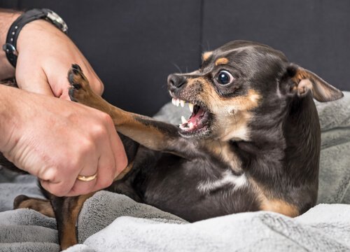 köpek saldırdığında yapmanız gerekenler