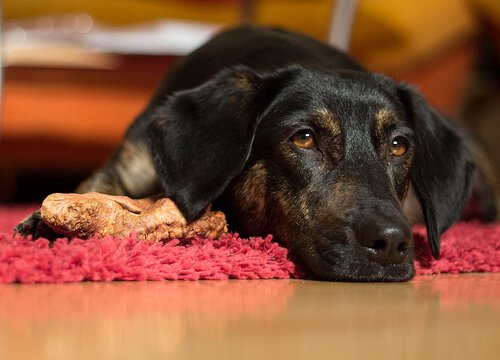 kırmızı halıda yatan köpek