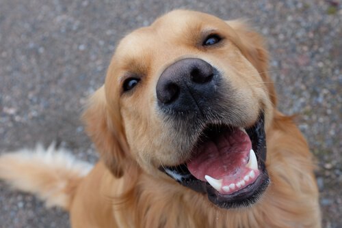 köpeklerde diş bakımı
