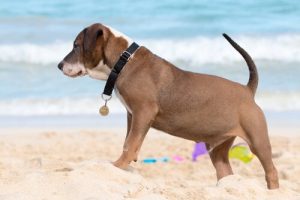 Köpeklerin Kuyruğunu Kesmek Artık İspanya'da Yasak