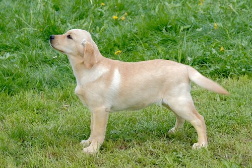 köpeklerin kuyruğunun kesilmesi yasaklandı