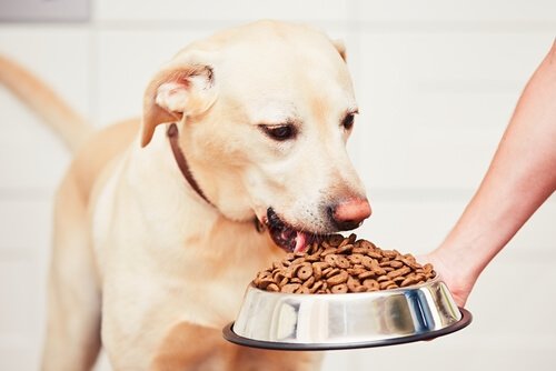 Köpeğinizin Yemeğini Hızlı Yemesini Nasıl Önlersiniz?