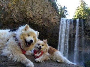 Kör Köpek Hoshi ve Rehber Köpeği Zen