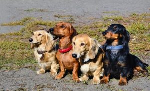 yan yana oturan köpekler