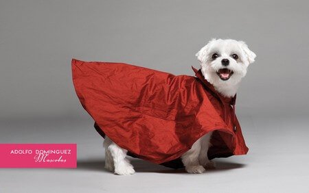 kırmızı ceketli köpek