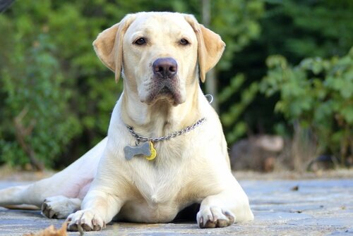 labrador retriever