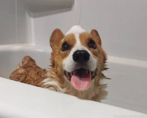 köpek yıkamak