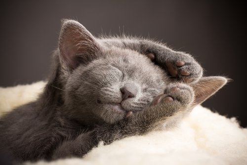 uyuyan mavi rus kedisi