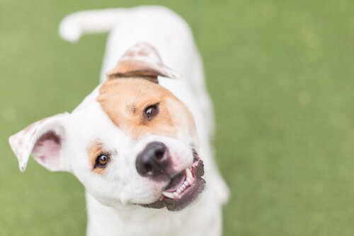 kuyruk sallayan köpek