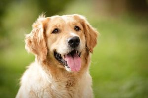 Köpeklerin Yüz İfadeleri Neler Anlatır?