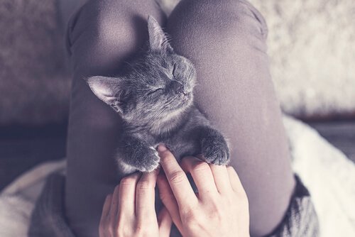 mutlu yavru kedi