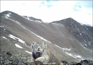 Nesli Tükenen Kedi Rusya'da Görüntülendi