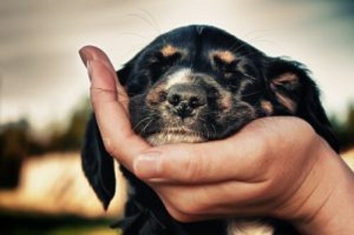 avuç içinde köpek